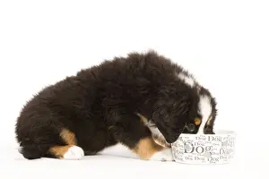 Dog - Bermese Mountain Dog - puppy eating from dog bowl