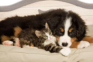 Work Breeds Collection: Dog - Bermese Mountain Dog puppy with kitten on dog bed