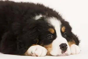 Dog - Bermese Mountain Dog in studio