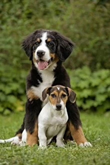 Images Dated 2nd September 2007: Dog - Bermese Mountain Dog with Terrier