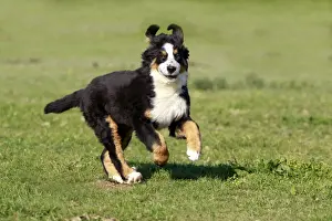 Dog - Bernese Mountain Dog