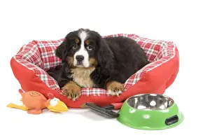 Beds Prints: Dog - Bernese Mountain Dog - in dog bed