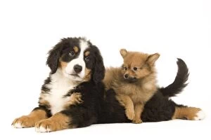 Images Dated 15th May 2012: Dog - Bernese Mountain Dog with Dwarf Spitz - puppies