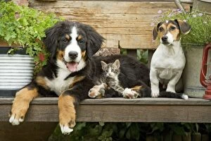 Images Dated 2nd September 2007: Dog - Bernese Mountain Dog, Jack Russell Terrier puppy and kitten sitting on bench