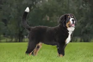 Dog - Bernese Mountain Dog - puppy
