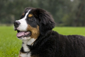 Images Dated 14th August 2011: Dog - Bernese Mountain Dog - puppy