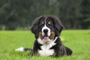 Images Dated 14th August 2011: Dog - Bernese Mountain Dog - puppy