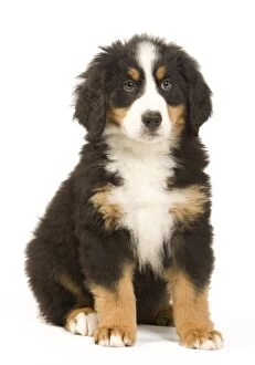 Images Dated 15th May 2012: Dog - Bernese Mountain Dog - puppy