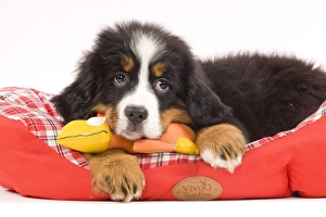 Dog - Bernese Mountain Dog puppy with dog toy on bed in studio Dog - Bernese Mountain Dog puppy with dog toy on bed in studio