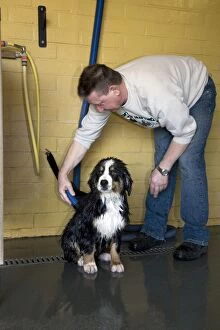 Bernese Gallery: Dog - Bernese Mountain dog puppy being dryed after wash