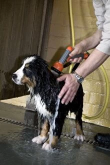 Bernese Gallery: Dog - Bernese Mountain dog puppy being washed