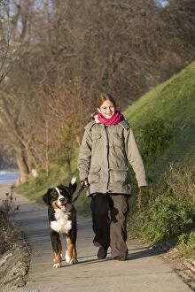 Images Dated 20th January 2007: Dog - Bernese Mountain Dog being walked by young