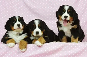 Litters Prints: DOG. Bernese mountain puppies laying next to bernese mountain puppy sitting with tongue out