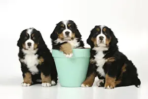 Litters Prints: DOG. Bernese mountain puppies sitting on either side of bernese mountain puppy in flower pot