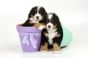 Flower Pot Prints: DOG. Bernese mountain puppies sitting in flower pots
