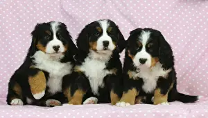 Litters Prints: DOG. Bernese mountain puppies sitting in a row