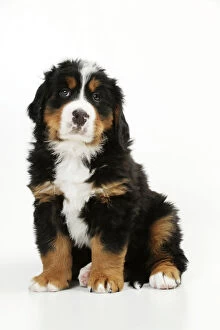 Puppies Collection: DOG. Bernese mountain puppy sitting