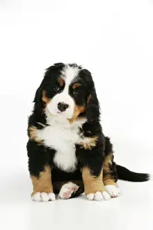 DOG. Bernese mountain puppy sitting