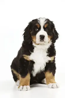 DOG. Bernese mountain puppy sitting