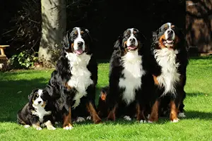 DOG. Bernese mountain puppy sitting next to three bernese mountain dogs sitting