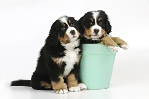 DOG. Bernese mountain puppy sitting next to bernese mountain puppy in flower pot
