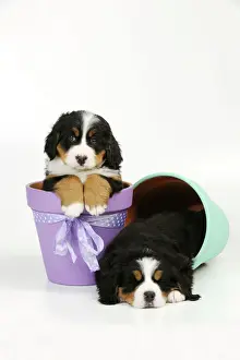 Sleeping Prints: DOG. Bernese mountain puppy sitting in flower pot next to bernese mountain puppy laying in flower pot