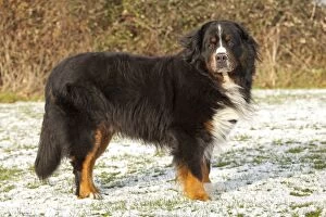 Images Dated 3rd December 2010: Dog - Bernese Mountain Rescue Dog - in snow - Waterloo Kennels - Stoke Orchard - Cheltenham - UK