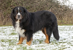 Images Dated 3rd December 2010: Dog - Bernese Mountain Rescue Dog - in snow - Waterloo Kennels - Stoke Orchard - Cheltenham - UK