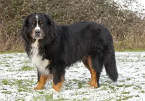 Dog - Bernese Mountain Rescue Dog - in snow - Waterloo Kennels - Stoke Orchard - Cheltenham - UK