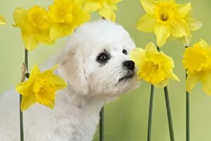 Images Dated 24th March 2014: Dog - Bichon Frise