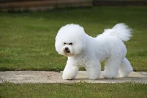 Images Dated 24th March 2014: Dog - Bichon Frise