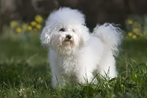 Dog - Bichon Frise
