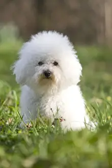 Dog - Bichon Frise