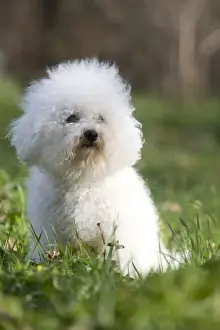 Dog - Bichon Frise