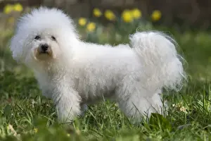 Dog - Bichon Frise