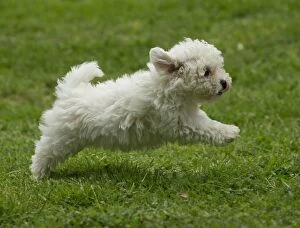 6 Gallery: Dog - Bichon Frise - 8 week old puppy running