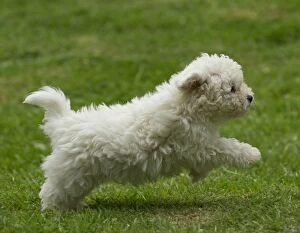 Images Dated 7th February 2014: Dog - Bichon Frise - 8 week old puppy running