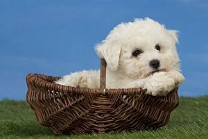 Bichon Gallery: Dog  Bichon Frise 8 week puppy