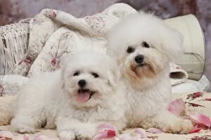 Bichon Gallery: Dog - Bichon Frise adult & puppy    Dog - Bichon Frise adult & puppy