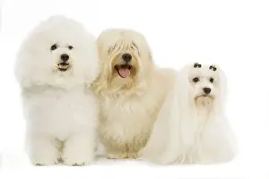 Hairstyles Prints: Dog - Bichon Frise, Bichon Havanais / Havanese and Maltese / Bichon Maltiase Terrier
