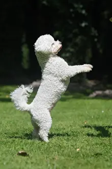 Dog - Bichon Frise - on hind legs