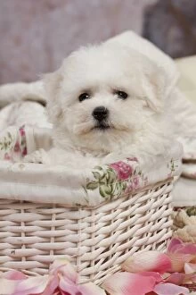 Bichon Gallery: Dog - Bichon Frise puppy in basket