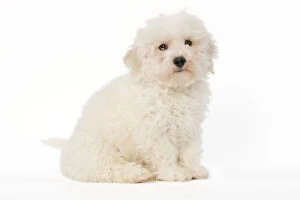 Images Dated 27th January 2009: Dog - Bichon Frise - puppy sitting in studio