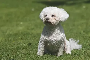 Bichon Frises Prints: Dog - Bichon Frise - sitting