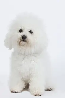 Dog - Bichon Frise - in studio