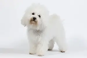 Dog - Bichon Frise - in studio