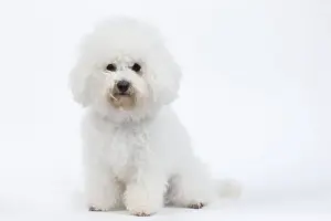 Dog - Bichon Frise - in studio