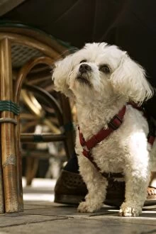 Images Dated 23rd April 2004: Dog - Bichon Frise wearing harness