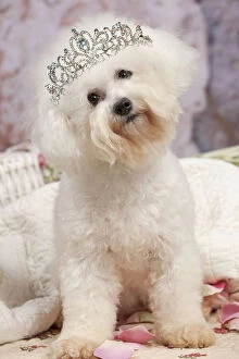 Bichon Gallery: Dog - Bichon Frise wearing a tiara