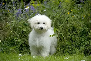 DOG - Bichon frise X poodle standing in garden